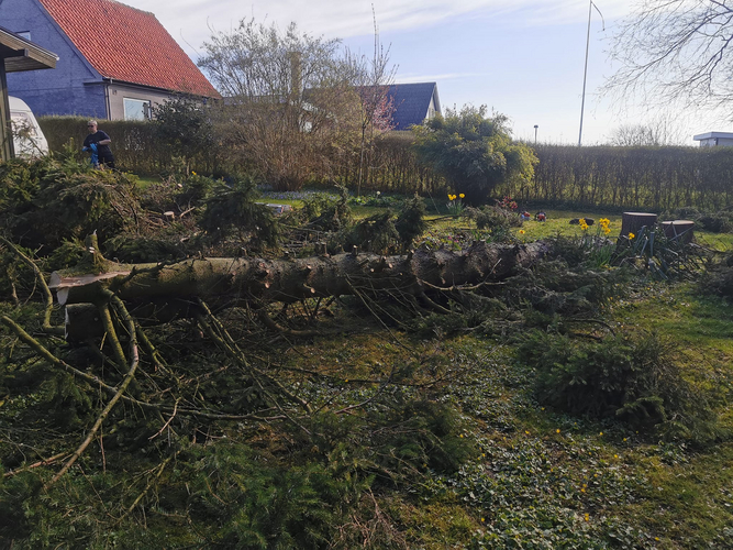fældning af stort træ sjælland kalundborg roskilde slagelse holbæk