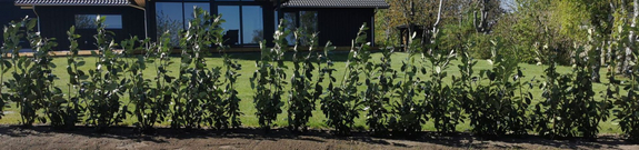plantning af hæk i Kalundborg